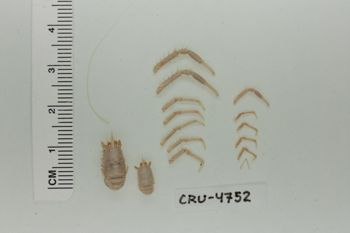 Media type: image;   Invertebrate Zoology CRU-4752 Description: Preserved specimen.;